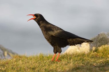 Red-billed choughs