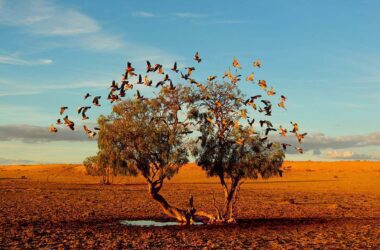 Pink-Breasted Galahs