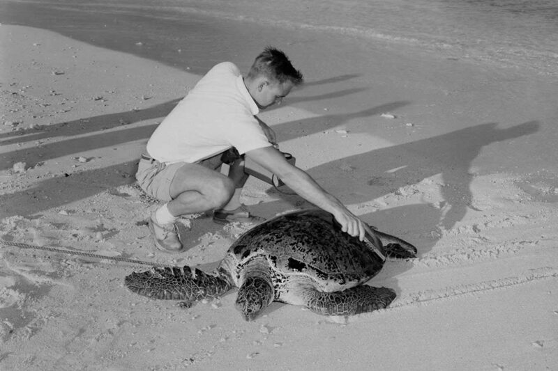 Turtles monitor nuclear activity