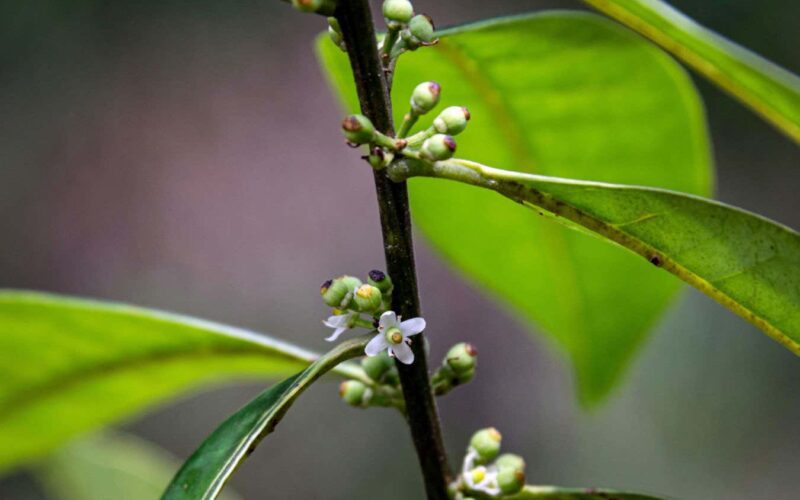 Pernambuco Holly Rediscovery