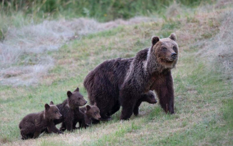 Endangered Italian bear