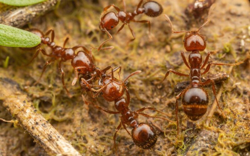 Red imported fire ants