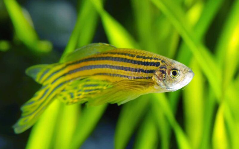 Zebrafish sunscreen