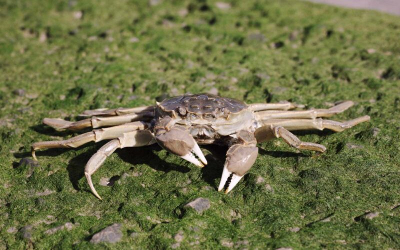 Chinese mitten crabs